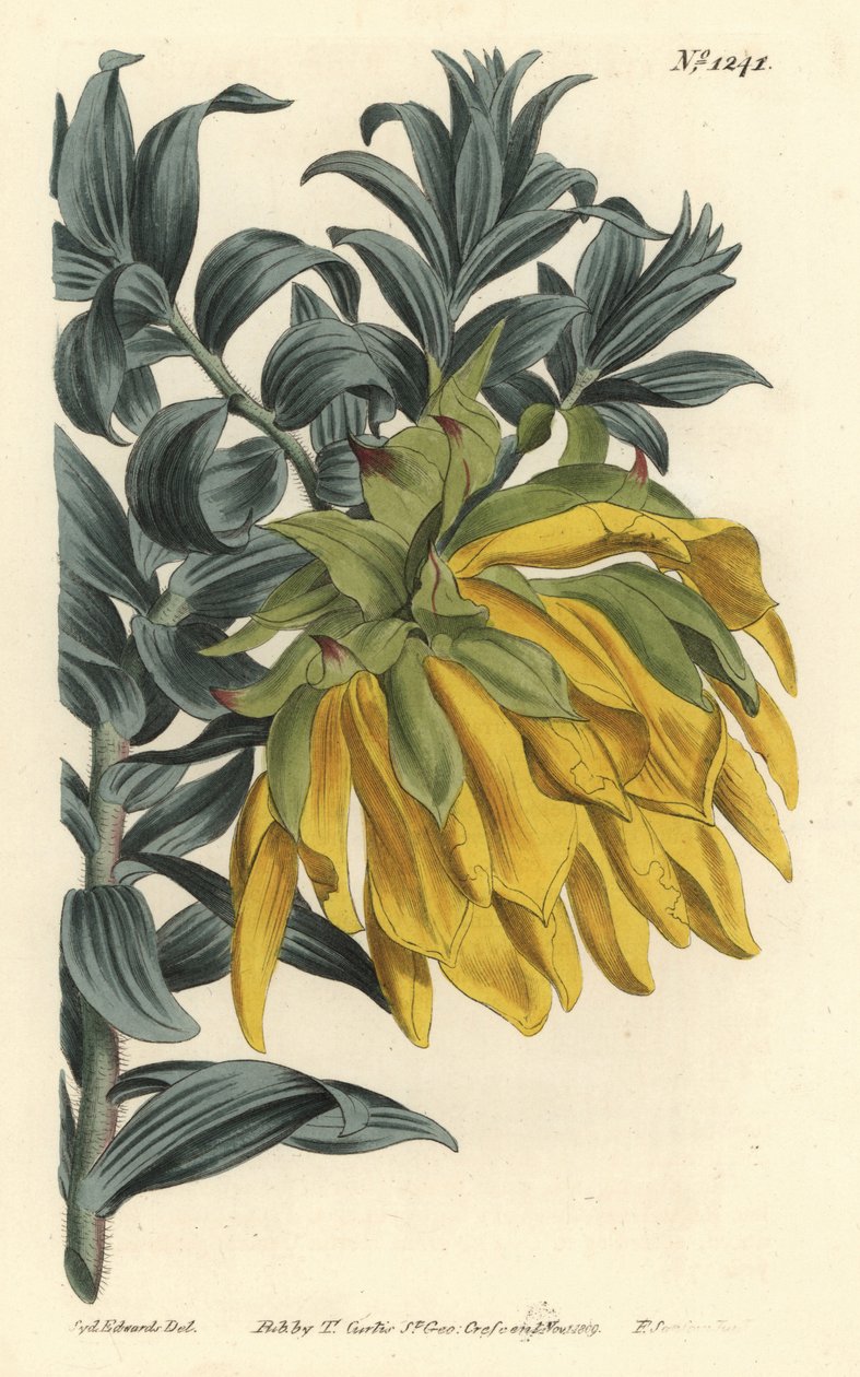 Orange nikkende hoved eller bjerg dahlia, Liparia splendens (Ruscus-leaved liparia, Liparia sphaerica). Håndfarvet kobberstik af F. Sansom Jr. efter en illustration af Sydenham Edwards fra William Curtis