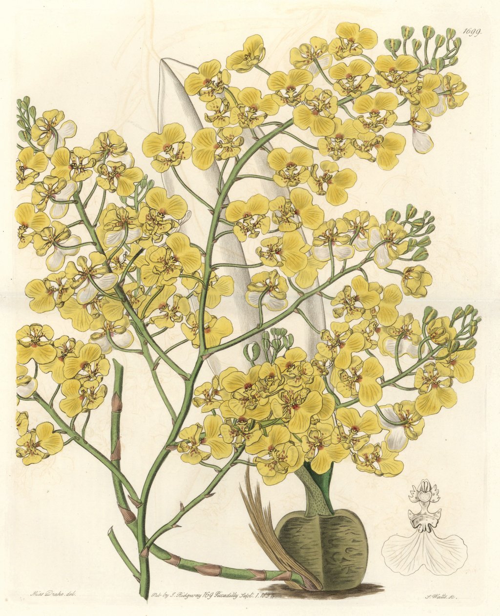Orkidé (Oncidium ampliatum), med gule blomster, hjemmehørende i New Zealand - Water forte af S. Watts fra en illustration af Sarah Anne Drake (1803-1857), fra det botaniske register af Sydenham Teast Edwards