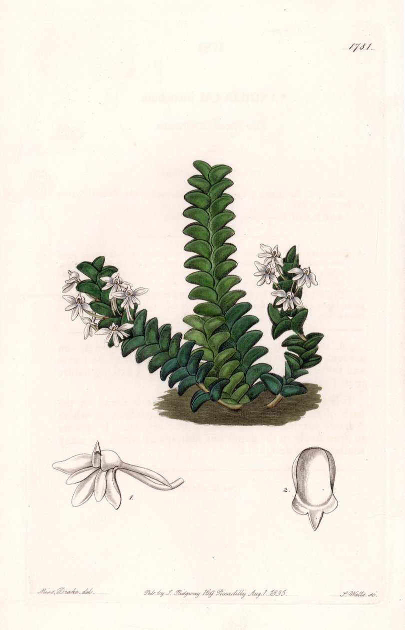 Orkidé: Angraecum sort, hjemmehørende i Ækvatorial Afrika - Plade indgraveret af S.Watts, fra en illustration af Sarah Anne Drake (1803-1857), fra Botanical Register of Sydenham Edwards (1768-1819), England af Sydenham Teast Edwards