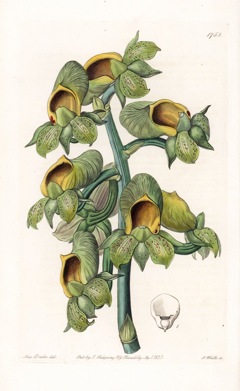 Orkidé: Casatetum sort, hjemmehørende i Brasilien - Plade indgraveret af S.Watts, fra en illustration af Sarah Anne Drake (1803-1857), fra Botanical Register of Sydenham Edwards (1768-1819), England af Sydenham Teast Edwards