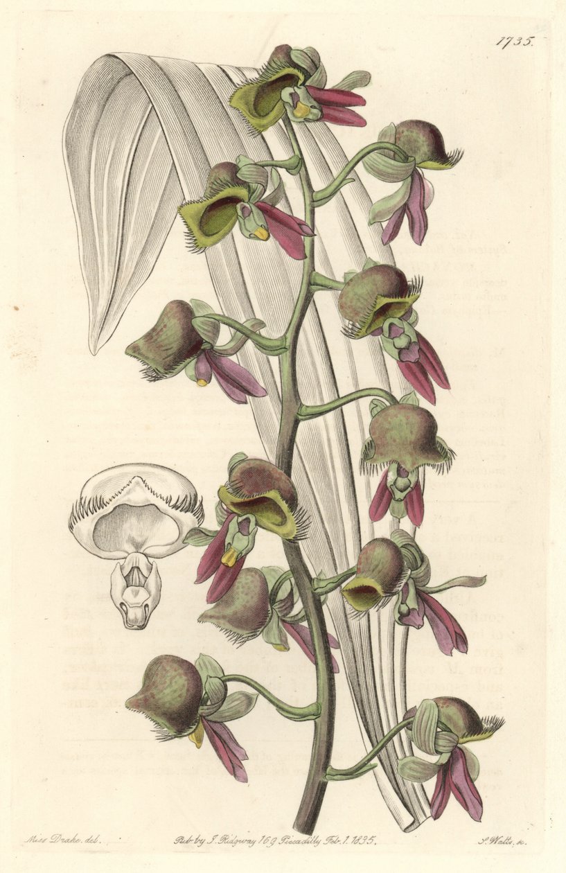 Orchid Catasetum, tofarvede blomster, hjemmehørende i Guyana - Water forte af S. Watts fra en illustration af Sarah Anne Drake (1803-1857), fra det botaniske register af Sydenham Teast Edwards