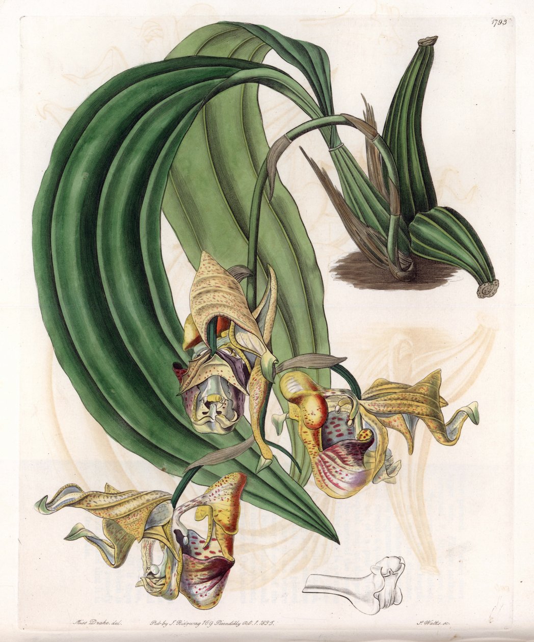Orkidé: Sort Coryanthes med plettede blomster - Plade graveret af S.Watts, fra en illustration af Sarah Anne Drake (1803-1857), fra Botanical Register of Sydenham Edwards (1768-1819), England af Sydenham Teast Edwards