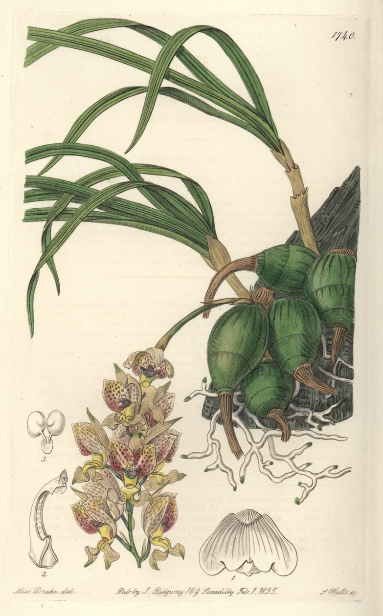 Orchid Grobya, med gule og lilla blomster, hjemmehørende i Brasilien - Water forte af S. Watts fra en illustration af Sarah Anne Drake (1803-1857), fra det botaniske register af Sydenham Teast Edwards