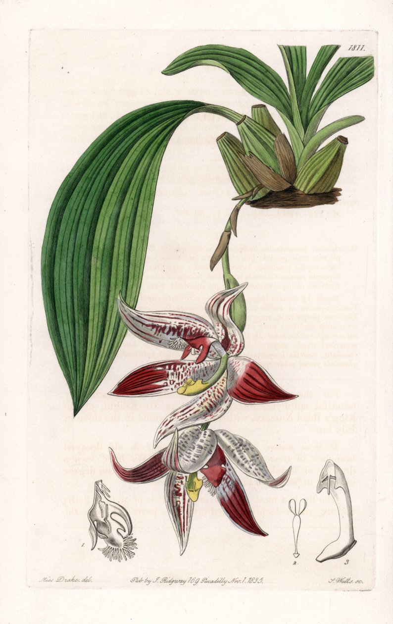 Orkidé: Paphinia cristata, hjemmehørende i Amazonia - Plade indgraveret af S.Watts, fra en illustration af Sarah Anne Drake (1803-1857), fra Botanical Register of Sydenham Edwards (1768-1819), England af Sydenham Teast Edwards