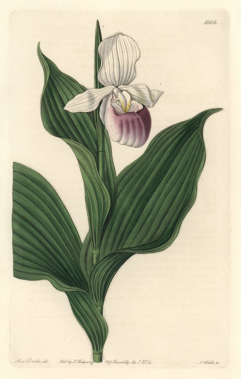 Orchid, Royal Cypripede - Water forte af S. Watts fra en illustration af Sarah Anne Drake (1803-1857), fra det botaniske register af Sydenham Teast Edwards