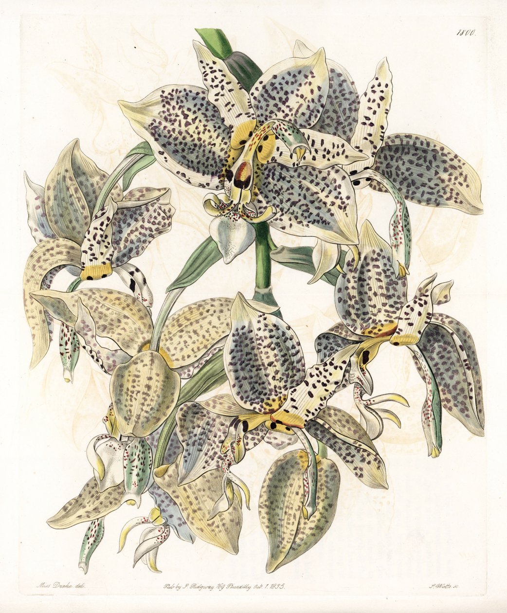 Orchid: Stanhopea sort, neotropical - Plade graveret af S.Watts, fra en illustration af Sarah Anne Drake (1803-1857), fra Botanical Register of Sydenham Edwards (1768-1819), England af Sydenham Teast Edwards