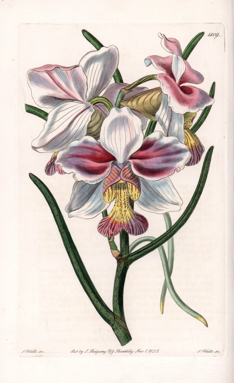 Orkidé: Vanda sort, epifytiske arter i Asien - Plade indgraveret af S.Watts, fra en illustration af Sarah Anne Drake (1803-1857), fra Botanical Register of Sydenham Edwards (1768-1819), England af Sydenham Teast Edwards