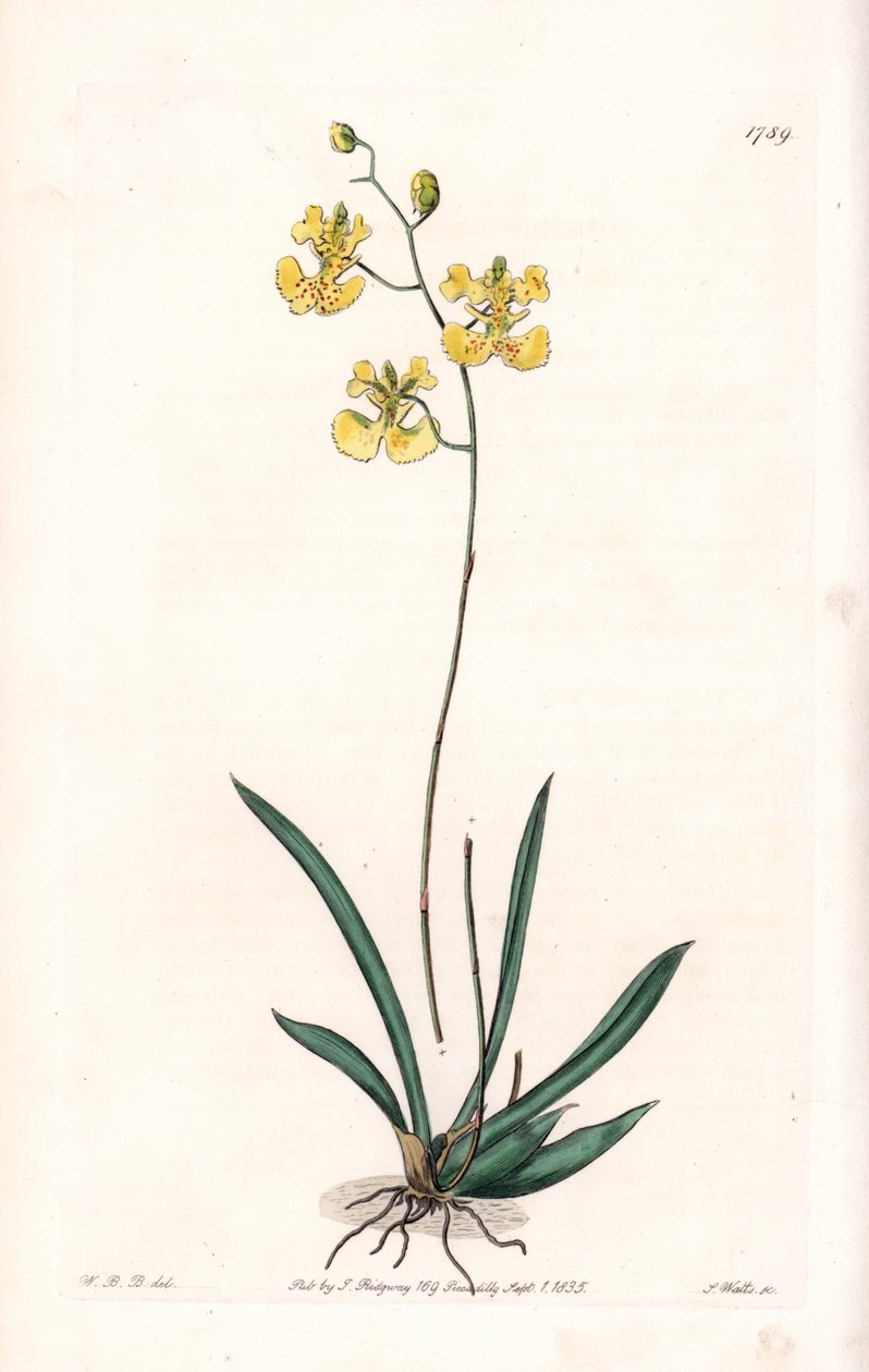 Orchid: Variete Tolumnia guianensis, endemisk til Haiti og Santo Domingo - Plade indgraveret af S.Watts, fra en illustration af Sarah Anne Drake (1803-1857), fra Botanical Register of Sydenham Edwards (1768-1819), England af Sydenham Teast Edwards