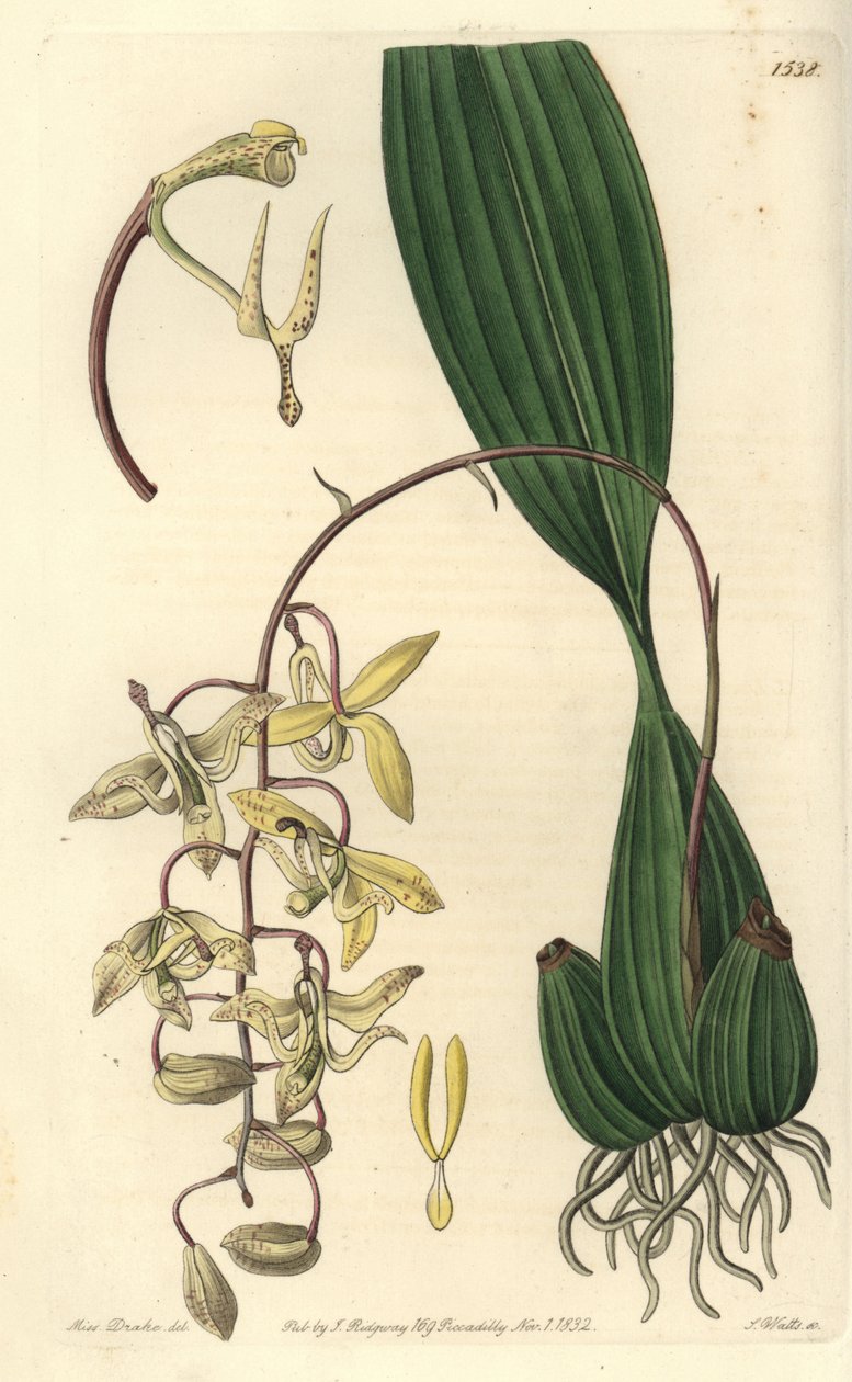 Orkidésort Cirrhaea - Loddiges