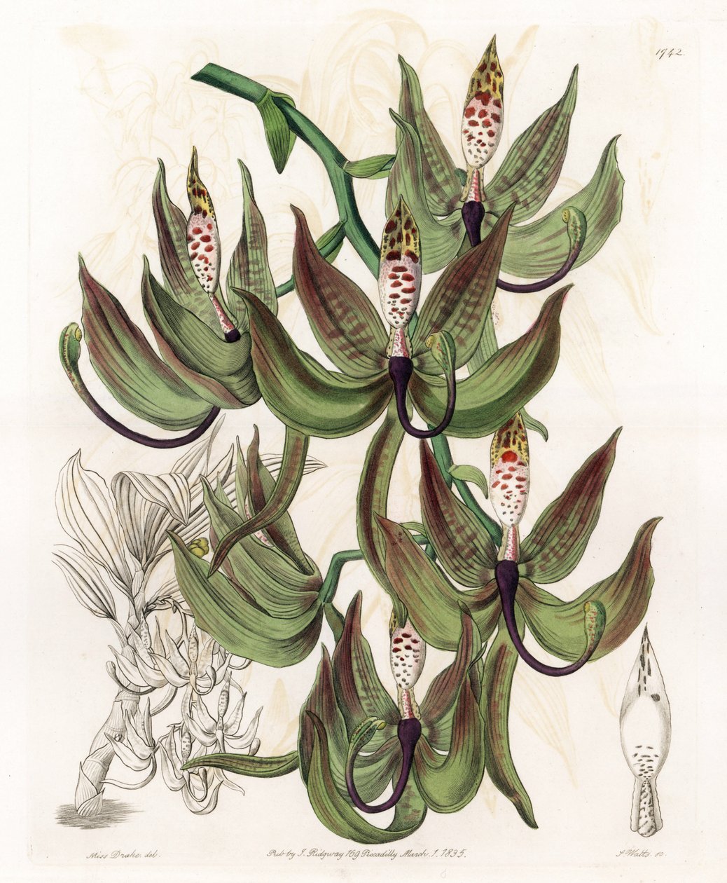 Orchid: Variety of Cycnoche - Indgraveret tavle af S.Watts, fra en illustration af Sarah Anne Drake (1803-1857), fra Botanical Register of Sydenham Edwards (1768-1819), England af Sydenham Teast Edwards