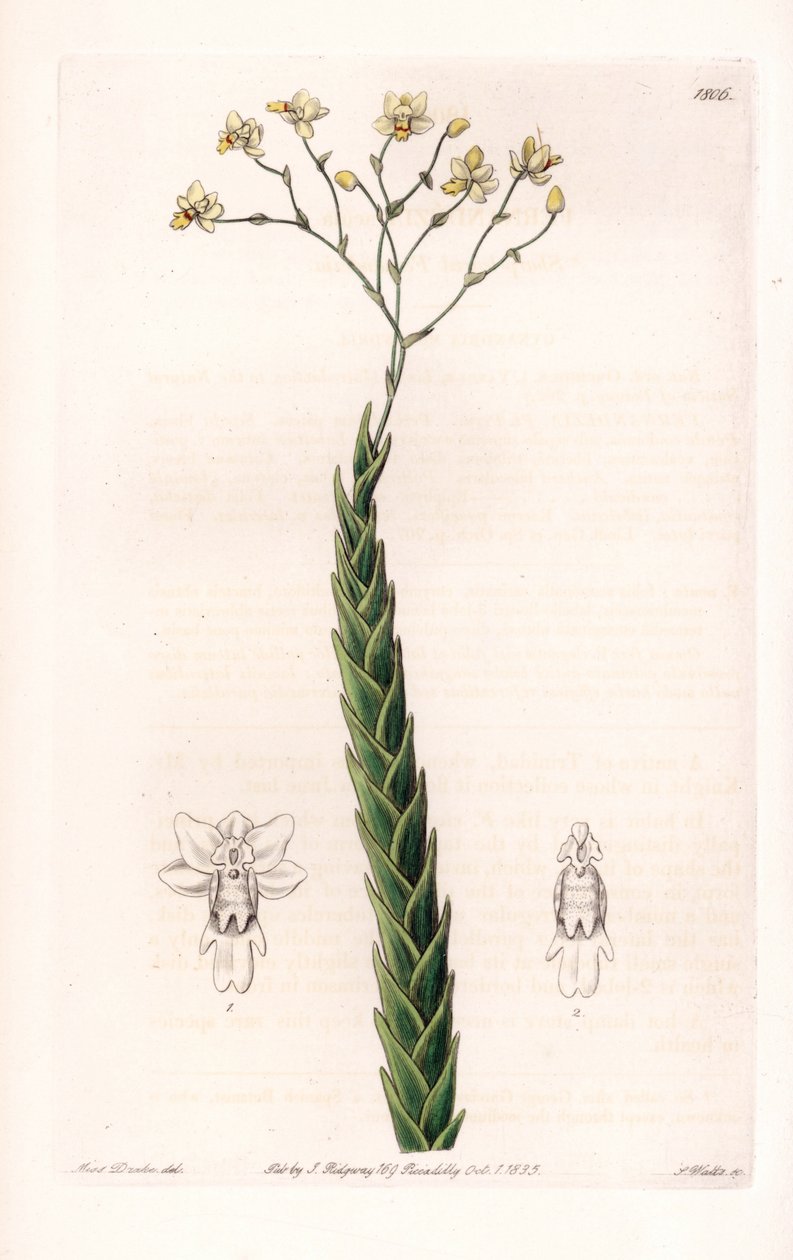 Orkidé: eksotisk sort af Lockhartia - plade indgraveret af S.Watts, fra en illustration af Sarah Anne Drake (1803-1857), fra Botanical Register of Sydenham Edwards (1768-1819), England af Sydenham Teast Edwards