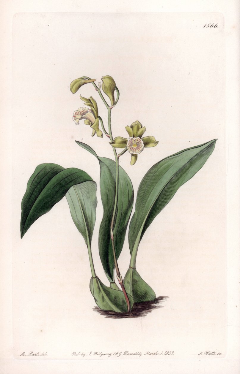 Orchid: maxillary a bunches - Graveret tavle af S.Watts, fra en illustration af Sarah Anne Drake (1803-1857), fra Botanical Register of Sydenham Edwards (1768-1819), England af Sydenham Teast Edwards