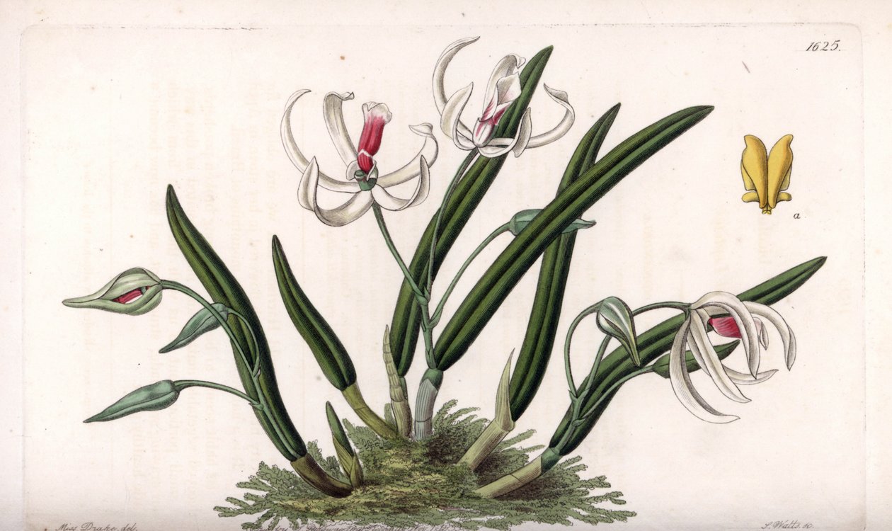 Orchid: miniature sort af leptotes - Plade indgraveret af S.Watts, fra en illustration af Sarah Anne Drake (1803-1857), fra Botanical Register of Sydenham Edwards (1768-1819), England af Sydenham Teast Edwards