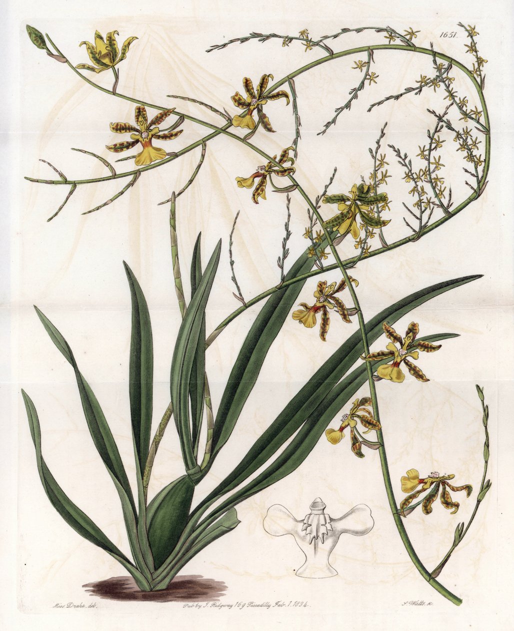 Orkidé: oncidium variete, vestindiske epifyt - Plade indgraveret af S.Watts, fra en illustration af Sarah Anne Drake (1803-1857), fra Botanical Register of Sydenham Edwards (1768-1819), England af Sydenham Teast Edwards