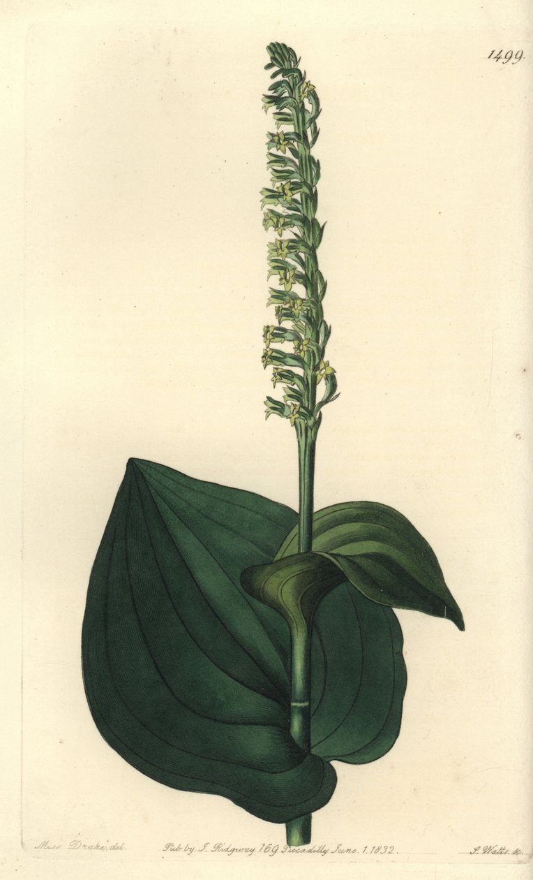 Orchid variete - Gennaria diphylla (Hjertebladet herminium, Herminium cordatum). Håndfarvet kobberstik af S. Watts efter en illustration af Miss Sarah Drake fra Sydenham Edwards
