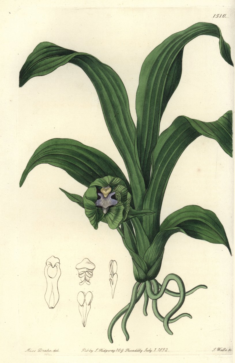 Orchid variete - Pabstia viridis orkidé (Grøn maxillaria, Maxillaria viridis). Håndfarvet kobberstik af S. Watts efter en illustration af Miss Sarah Drake fra Sydenham Edwards