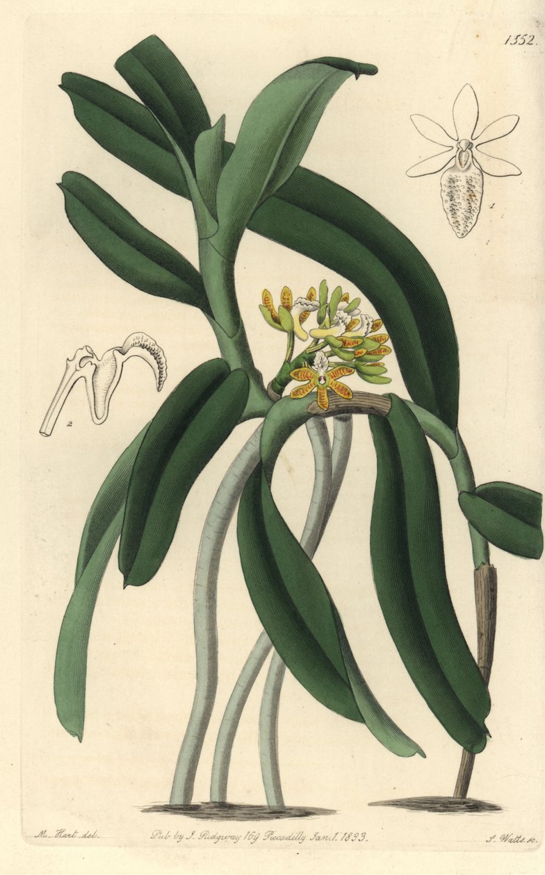 Orkide variete Saccolabium - Acampe praemorsa orkidé (Saccolabium papilosum). Håndkoloreret kobberstik af S. Watts efter en illustration af M. Hart fra Sydenham Edwards