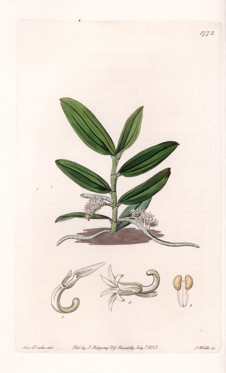 Orchid: variete de camphylocentrum - Plade graveret af S.Watts, fra en illustration af Sarah Anne Drake (1803-1857), fra Botanical Register of Sydenham Edwards (1768-1819), England af Sydenham Teast Edwards