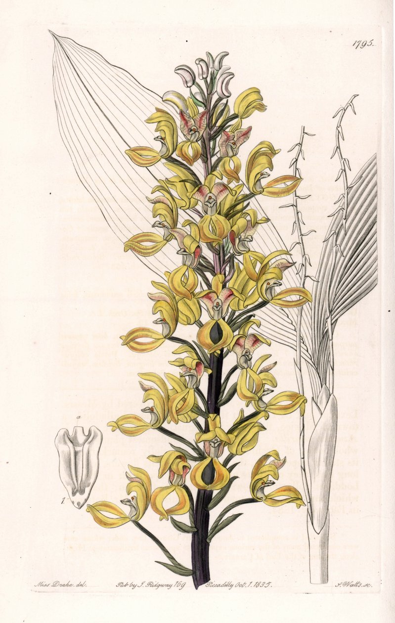 Orchid: variete of govenia - Plade graveret af S.Watts, fra en illustration af Sarah Anne Drake (1803-1857), fra Botanical Register of Sydenham Edwards (1768-1819), England af Sydenham Teast Edwards