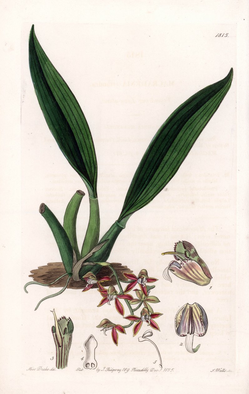 Orkidé: sort af macradenia, hjemmehørende i Guyana - Plade indgraveret af S.Watts, fra en illustration af Sarah Anne Drake (1803-1857), fra Botanical Register of Sydenham Edwards (1768-1819), England af Sydenham Teast Edwards