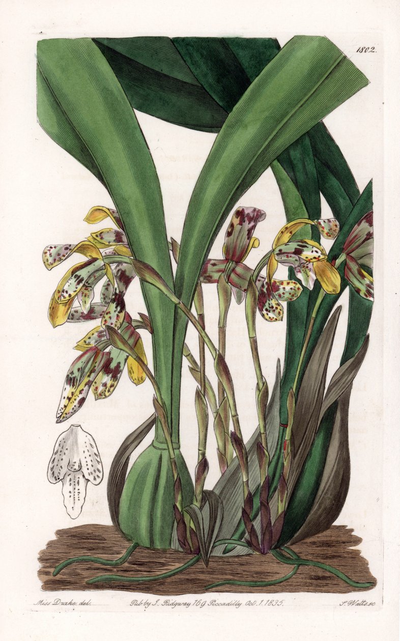 Orkidé: sort af maxillaria, hjemmehørende i Sydamerika - Plade indgraveret af S.Watts, baseret på en illustration af Sarah Anne Drake (1803-1857), fra Botanical Register of Sydenham Edwards (1768-1819), England af Sydenham Teast Edwards