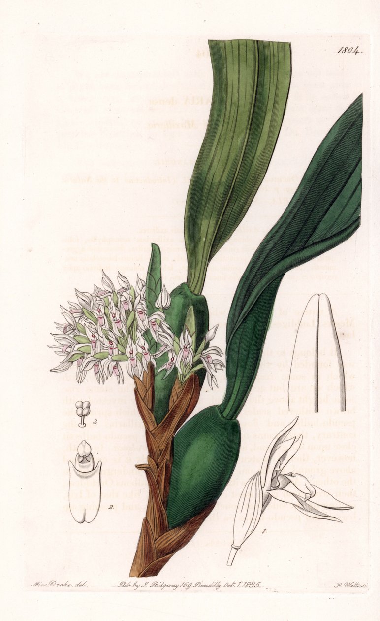 Orkidé: sort af maxillaria, hjemmehørende i Sydamerika - Plade indgraveret af S.Watts, fra en illustration af Sarah Anne Drake (1803-1857), fra Botanical Register of Sydenham Edwards (1768-1819), England af Sydenham Teast Edwards