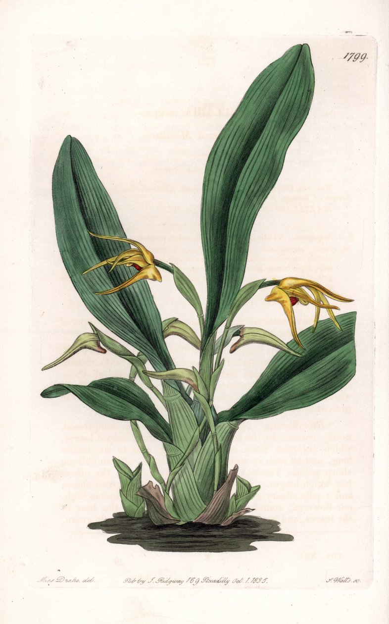 Orkidé: sort af maxillaria, hjemmehørende i tropisk Amerika - Plade indgraveret af S.Watts, fra en illustration af Sarah Anne Drake (1803-1857), fra Botanical Register of Sydenham Edwards (1768-1819), England af Sydenham Teast Edwards