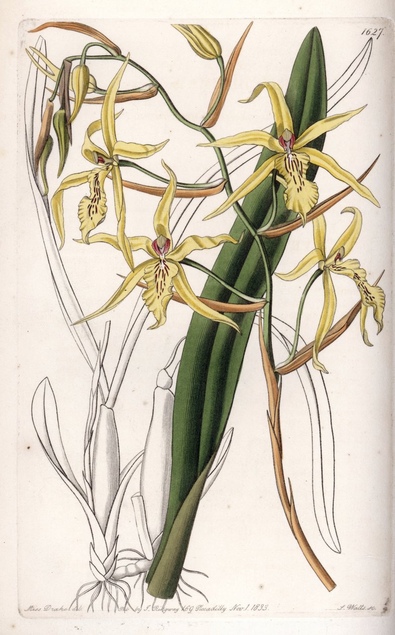 Orchid: sort af miltonia eller milt - Plade graveret af S.Watts, fra en illustration af Sarah Anne Drake (1803-1857), fra Botanical Register of Sydenham Edwards (1768-1819), England af Sydenham Teast Edwards