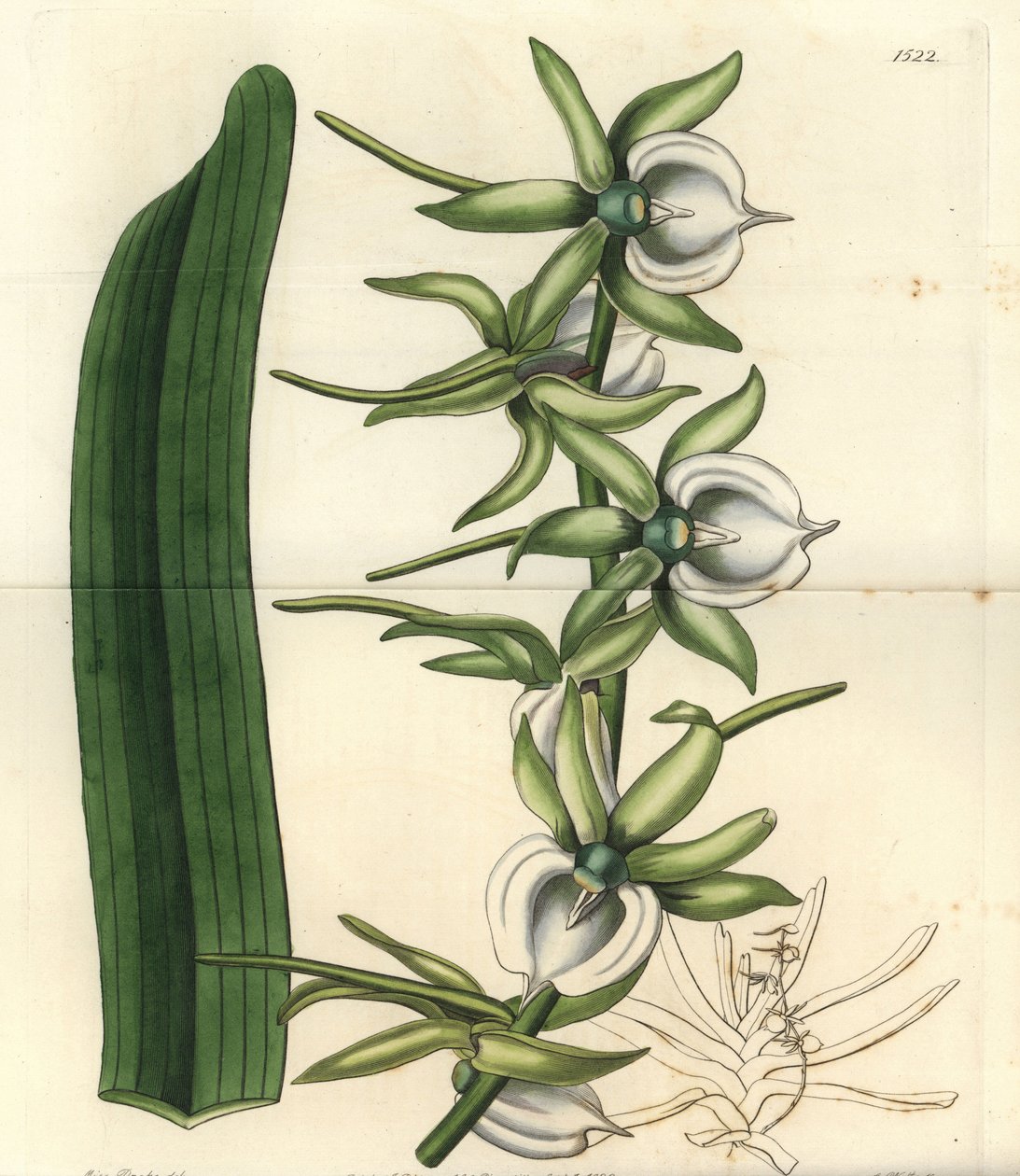 Orkidésort af øerne i Det Indiske Ocean - Elfenben angraecum orkidé, Angraecum eburneum. Håndfarvet kobberstik af S. Watts efter en illustration af Miss Sarah Drake fra Sydenham Edwards