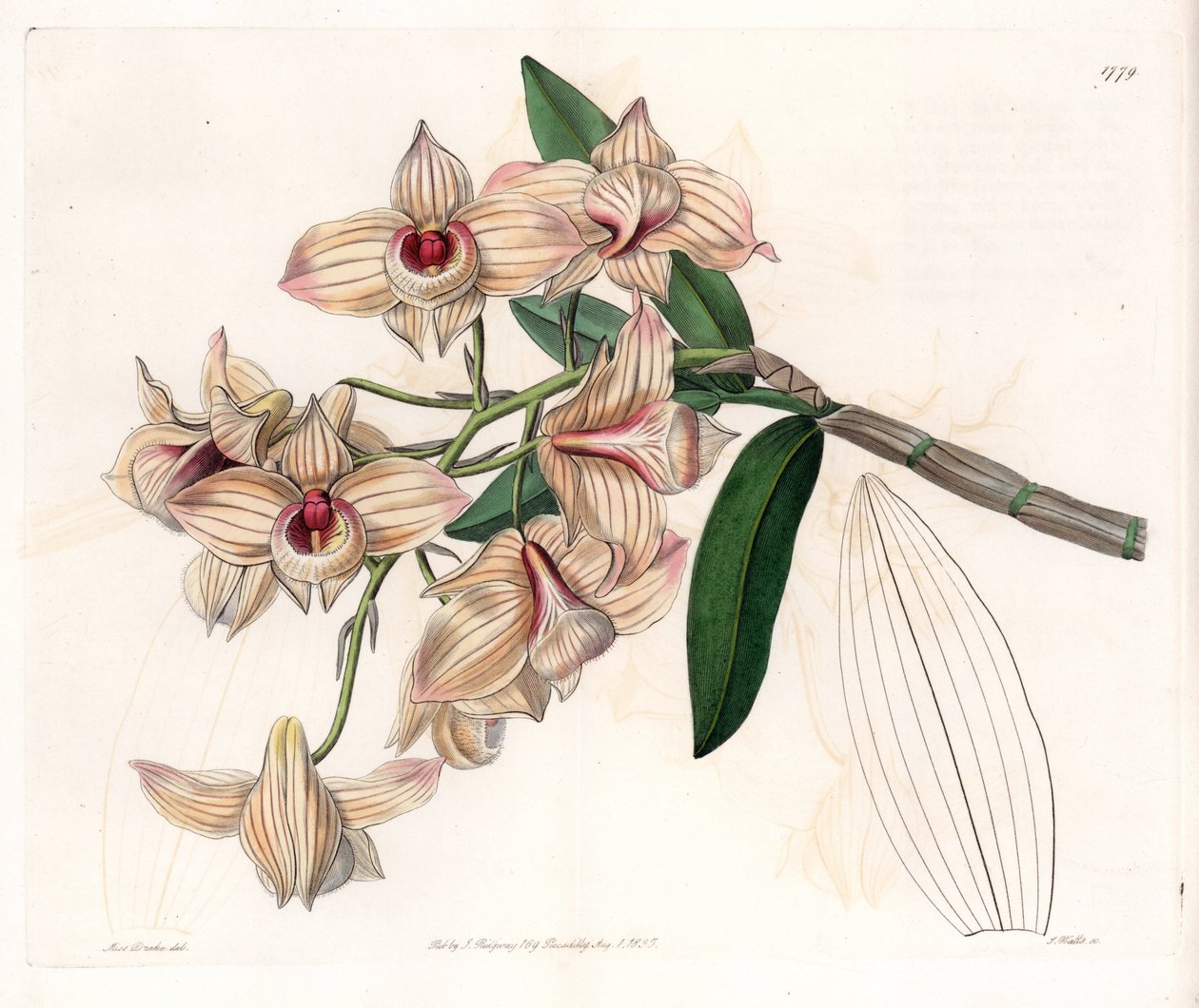 Orchid: sort af Dendrobium - Plade graveret af S.Watts, fra en illustration af Sarah Anne Drake (1803-1857), fra Botanical Register of Sydenham Edwards (1768-1819), England af Sydenham Teast Edwards