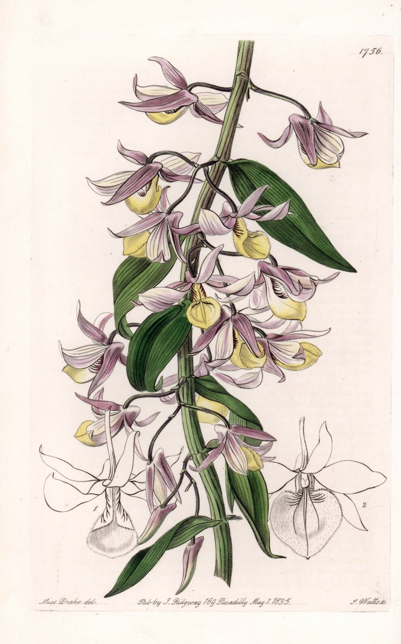 Orkidé: sort af Dendrobium, hjemmehørende i Asien - Plade indgraveret af S. Watts, fra en illustration af Sarah Anne Drake (1803-1857), fra Botanical Register of Sydenham Edwards (1768-1819), England af Sydenham Teast Edwards
