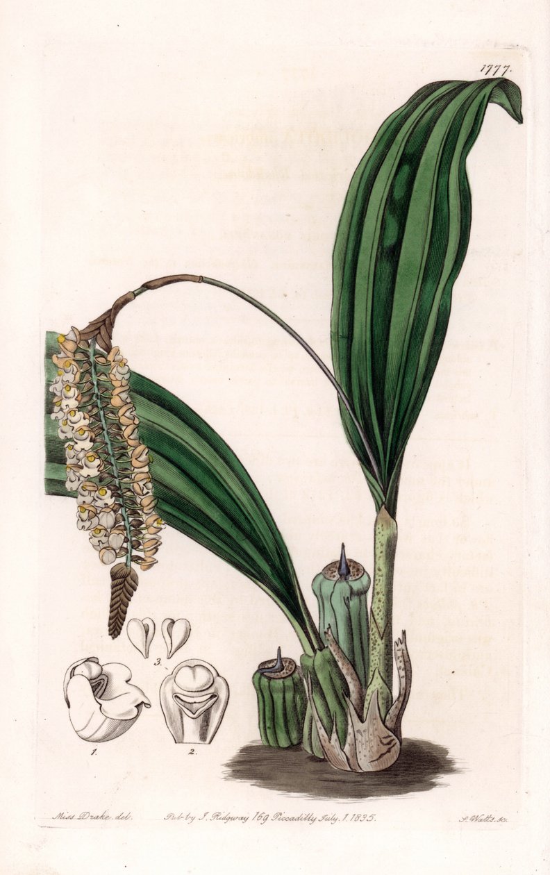 Orchid: sort af Pholidota, hjemmehørende i Asien - Plade indgraveret af S.Watts, fra en illustration af Sarah Anne Drake (1803-1857), fra Botanical Register of Sydenham Edwards (1768-1819), England af Sydenham Teast Edwards