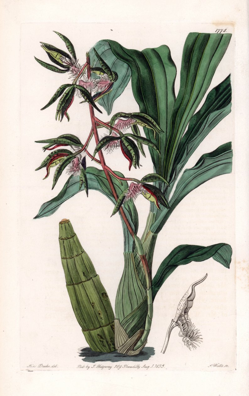 Orchid: sort af catasetum, kaldet skægget - Plade indgraveret af S.Watts, fra en illustration af Sarah Anne Drake (1803-1857), fra Botanical Register of Sydenham Edwards (1768-1819), England af Sydenham Teast Edwards