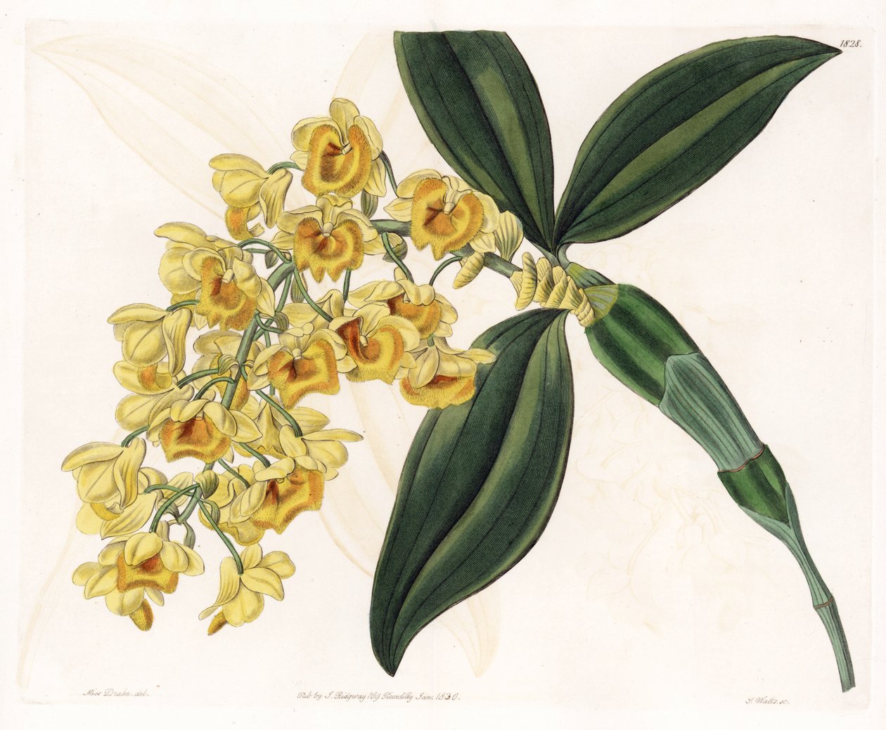 Orkidé: sort af dendrobium - Plade indgraveret af S.Watts, fra en illustration af Sarah Anne Drake (1803-1857), fra Botanical Register of Sydenham Edwards (1768-1819), England af Sydenham Teast Edwards