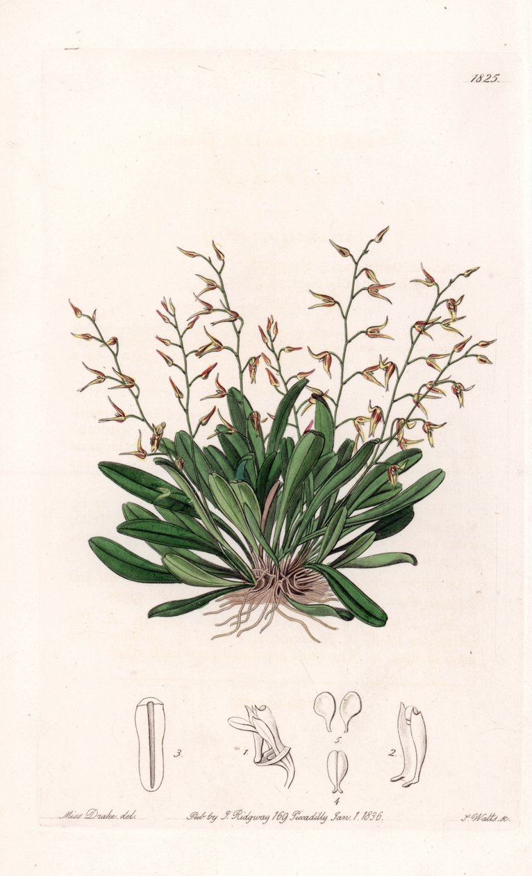 Orchid: variation of epidendre - Plade indgraveret af S.Watts, fra en illustration af Sarah Anne Drake (1803-1857), fra Botanical Register of Sydenham Edwards (1768-1819), England af Sydenham Teast Edwards
