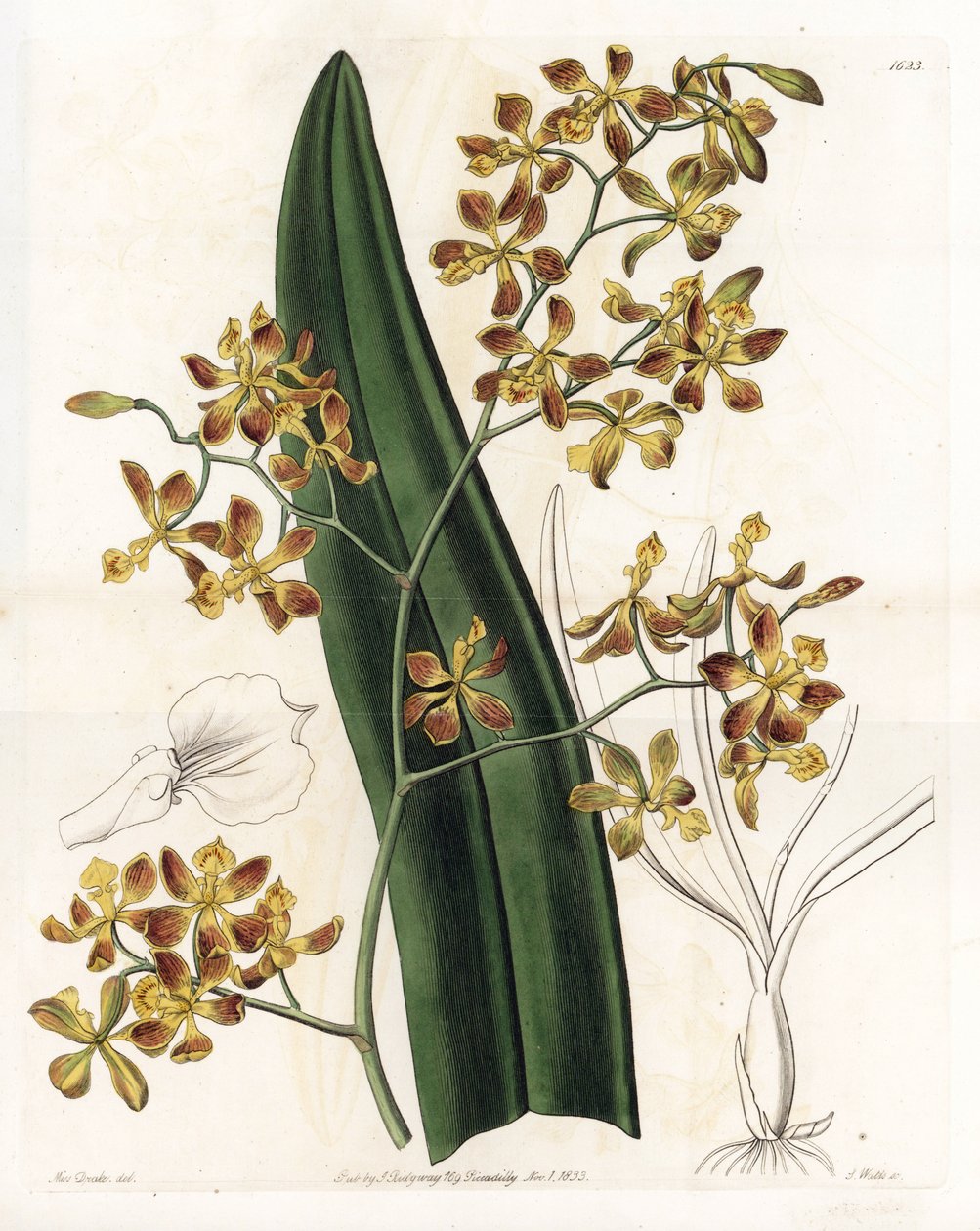 Orchid: variation of epidendrum - Plade graveret af S.Watts, fra en illustration af Sarah Anne Drake (1803-1857), fra Botanical Register of Sydenham Edwards (1768-1819), England af Sydenham Teast Edwards