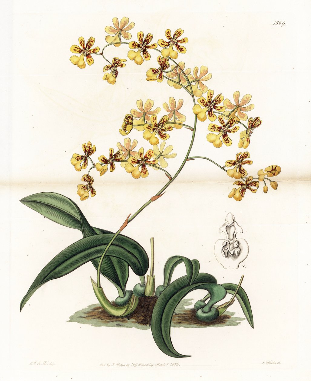 Orchid: sort af epifytisk oncidium fra Brasilien - Plade indgraveret af S. Watts, fra en illustration af Sarah Anne Drake (1803-1857), fra Botanical Register of Sydenham Edwards (1768-1819), England af Sydenham Teast Edwards