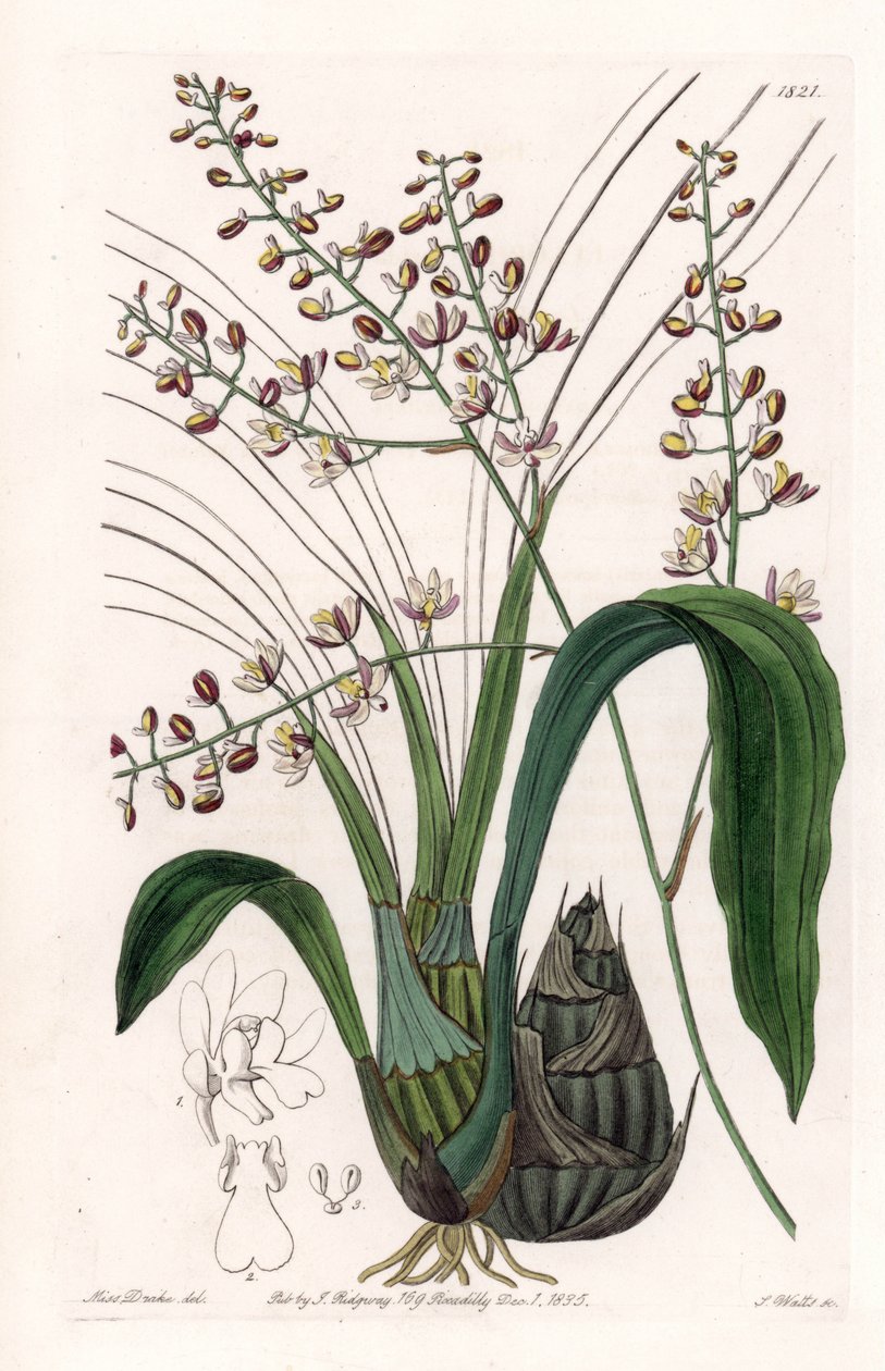 Orkidé: sort af eulophia - Plade indgraveret af S.Watts, fra en illustration af Sarah Anne Drake (1803-1857), fra Botanical Register of Sydenham Edwards (1768-1819), England af Sydenham Teast Edwards
