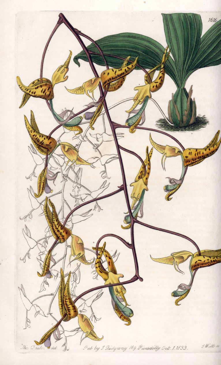 Orkidé: sort af gongora, hjemmehørende i Sydamerika - Plade indgraveret af S.Watts, fra en illustration af Sarah Anne Drake (1803-1857), fra Botanical Register of Sydenham Edwards (1768-1819), England af Sydenham Teast Edwards
