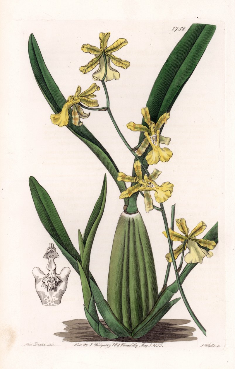 Orkidé, sort af oncydium, hjemmehørende i Sydamerika - Plade indgraveret af S.Watts, fra en illustration af Sarah Anne Drake (1803-1857), fra Botanical Register of Sydenham Edwards (1768-1819), England af Sydenham Teast Edwards