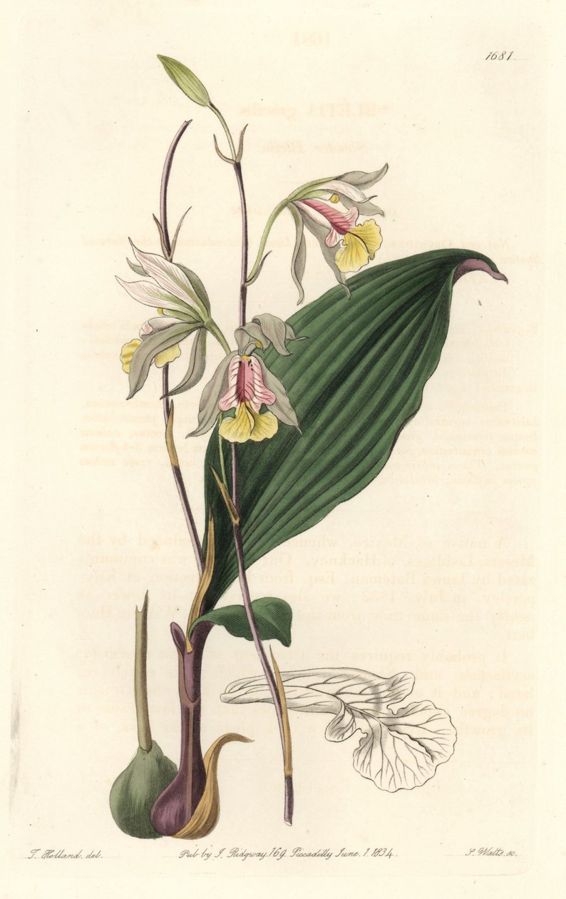 Orchidee, American Bletia - Water Forte af S. Watts fra en illustration af T. Holland, fra det botaniske register af Sydenham Teast Edwards