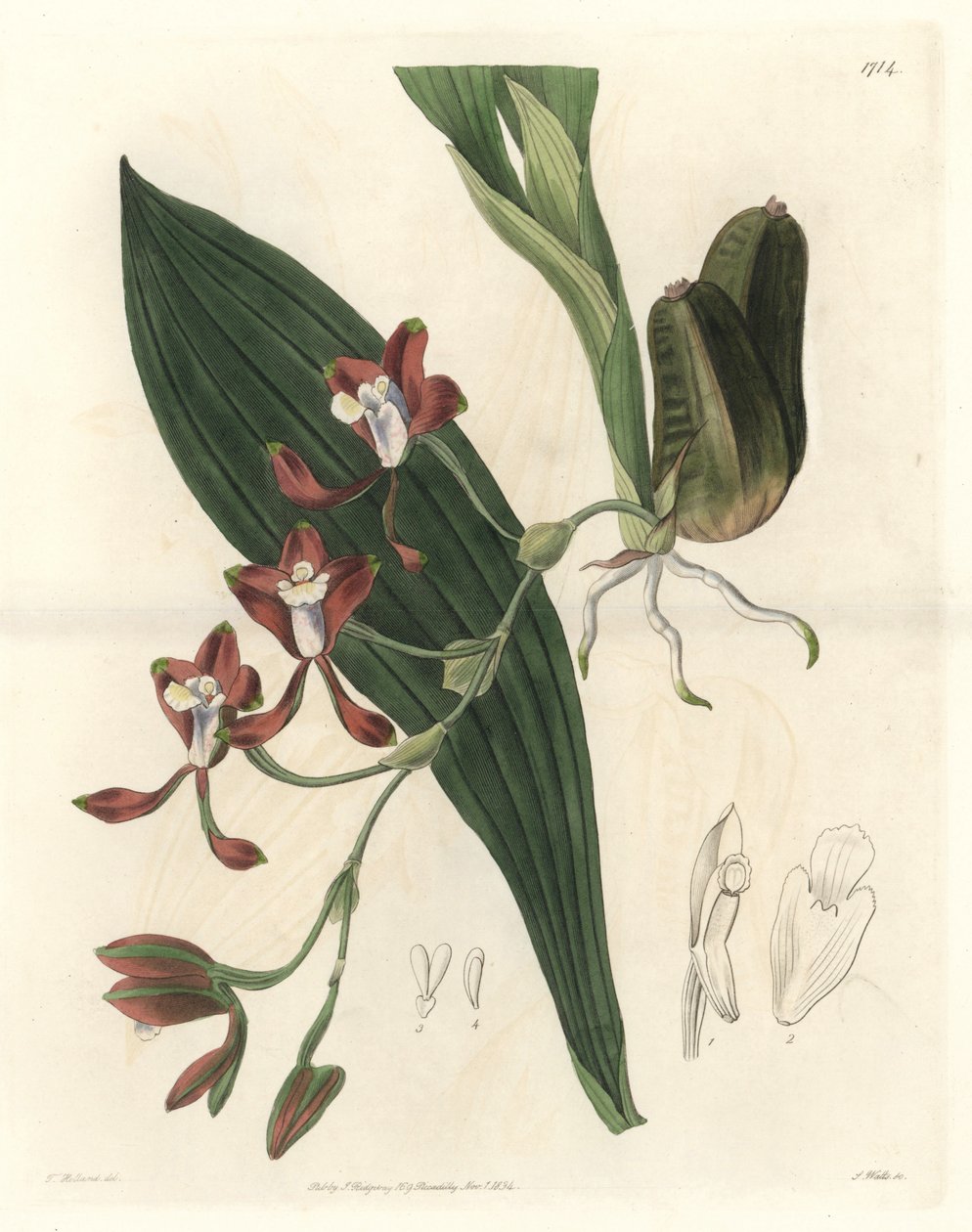 Orchidee Batemannia, indfødt i Guyana - Water forte af S. Watts fra en illustration af T. Holland, fra det botaniske register af Sydenham Teast Edwards