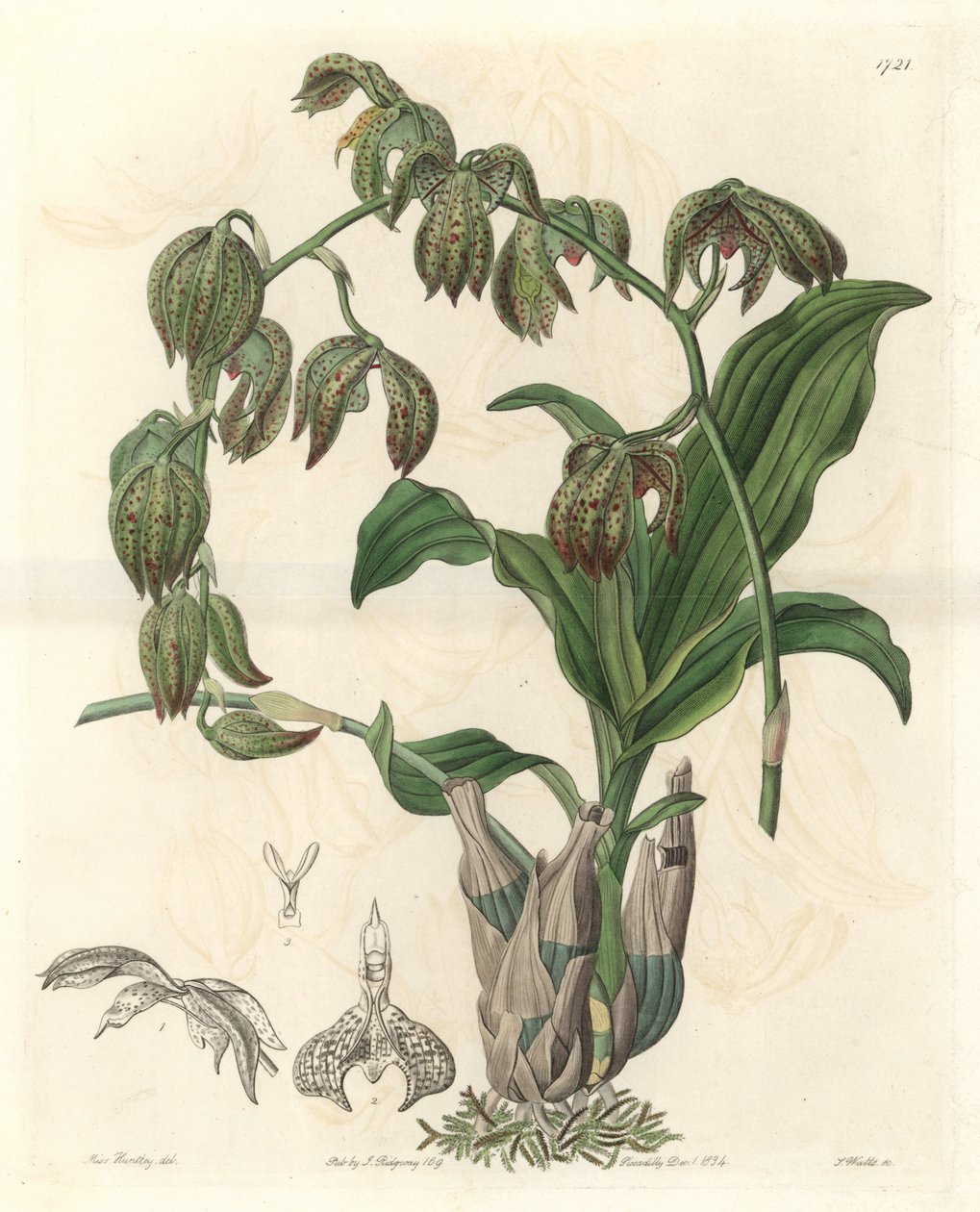 Orchidee Catasetum, hjemmehørende i Brasilien - Water forte af S. Watts fra en illustration af Miss M.A. Huntley, fra det botaniske register af Sydenham Teast Edwards