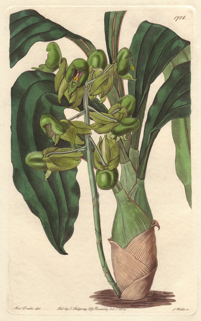 Orchidee Catasetum, hjemmehørende i Brasilien - Water forte af S. Watts fra en illustration af Sarah Anne Drake (1803-1857), fra det botaniske register af Sydenham Teast Edwards