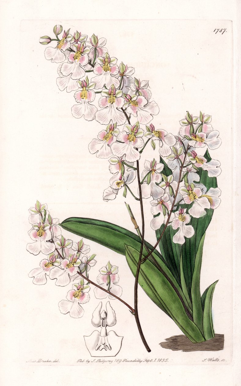 Orkidéen Tolumnia pulchella, endemisk for Jamaica - graveret af S.Watts, fra en illustration af Sarah Anne Drake (1803-1857), fra det botaniske register i Sydenham Edwards (1768-1819), England af Sydenham Teast Edwards