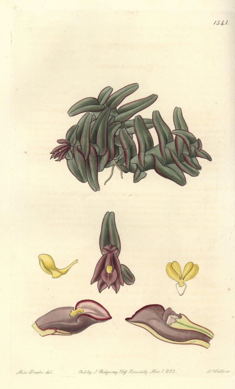 Orchidee epidendrum i Mellemamerika - Epidendrum schlechterianum orchid (lilla nanoder, Nanodes misfarve). Håndfarvet kobberstik af S. Watts efter en illustration af Miss Sarah Drake fra Sydenham Edwards