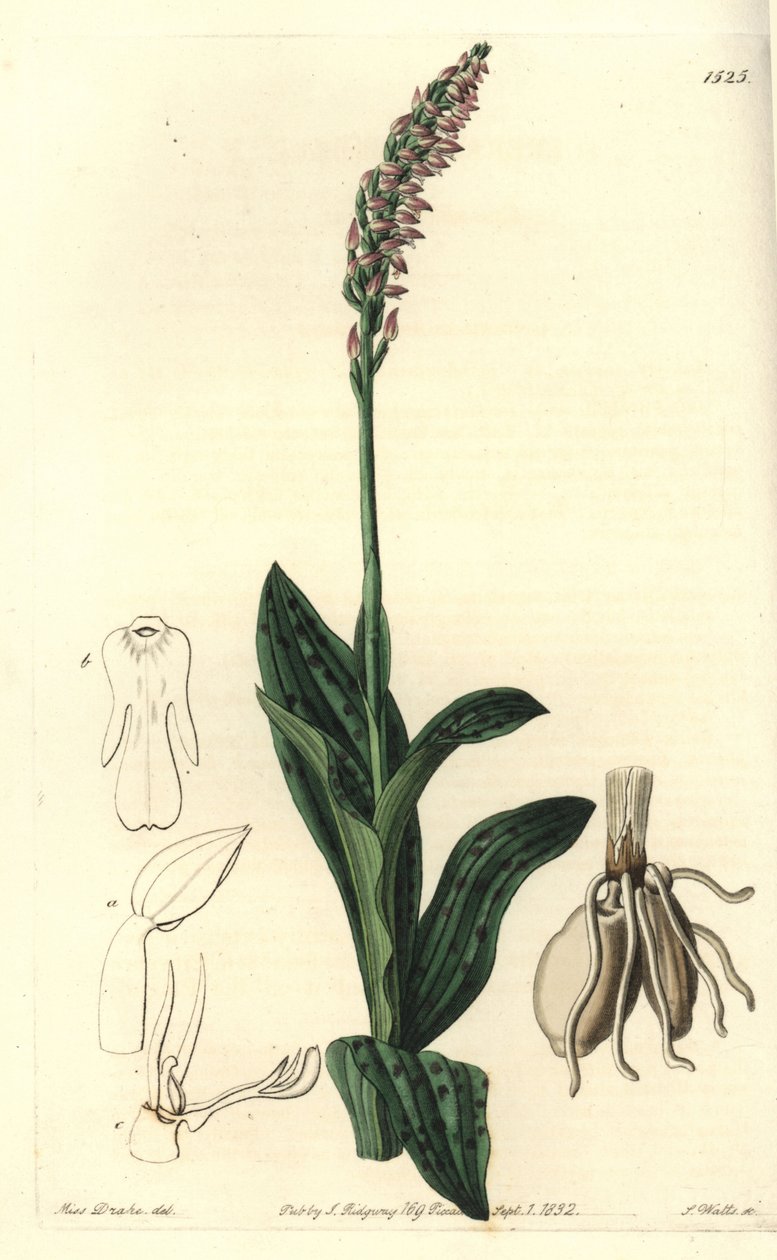 Orchidee neotine - Tætblomstret orkidé, Neotinea maculata (One-size aceras, Aceras secundiflora). Håndfarvet kobberstik af S. Watts efter en illustration af Miss Sarah Drake fra Sydenham Edwards