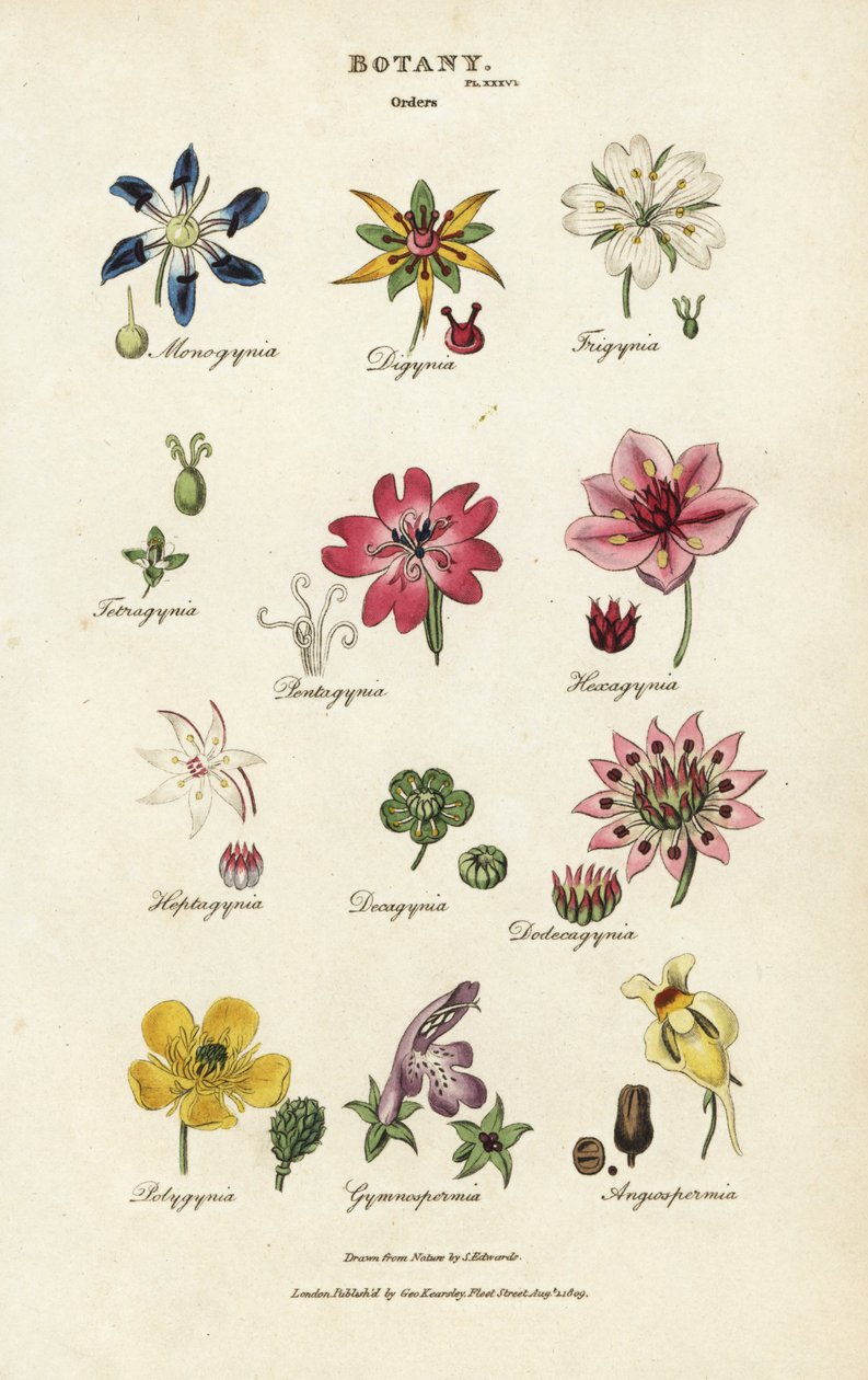 Ordener af blomster: Monogynia, Digynia, Trigynia, Pentagynia osv. Håndfarvet kobberstik efter Sydenham Edwards fra John Mason Good