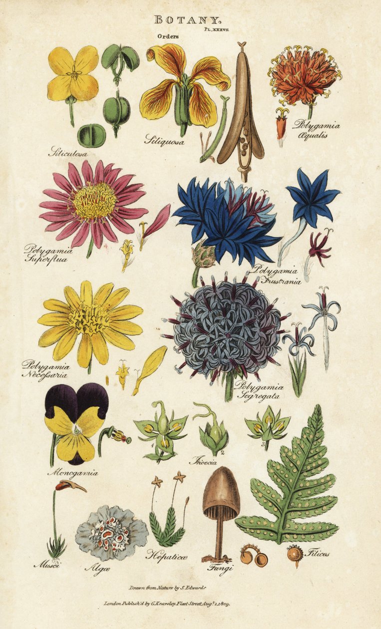 Blomsterrækker: Siliculosa, Seliquosa, Polygamia, Monogamia, Filicus, Svampe osv. Håndfarvet kobberstik efter Sydenham Edwards fra John Mason Goods Pantologia, a New Encyclopedia, G. Kearsley, London af Sydenham Teast Edwards