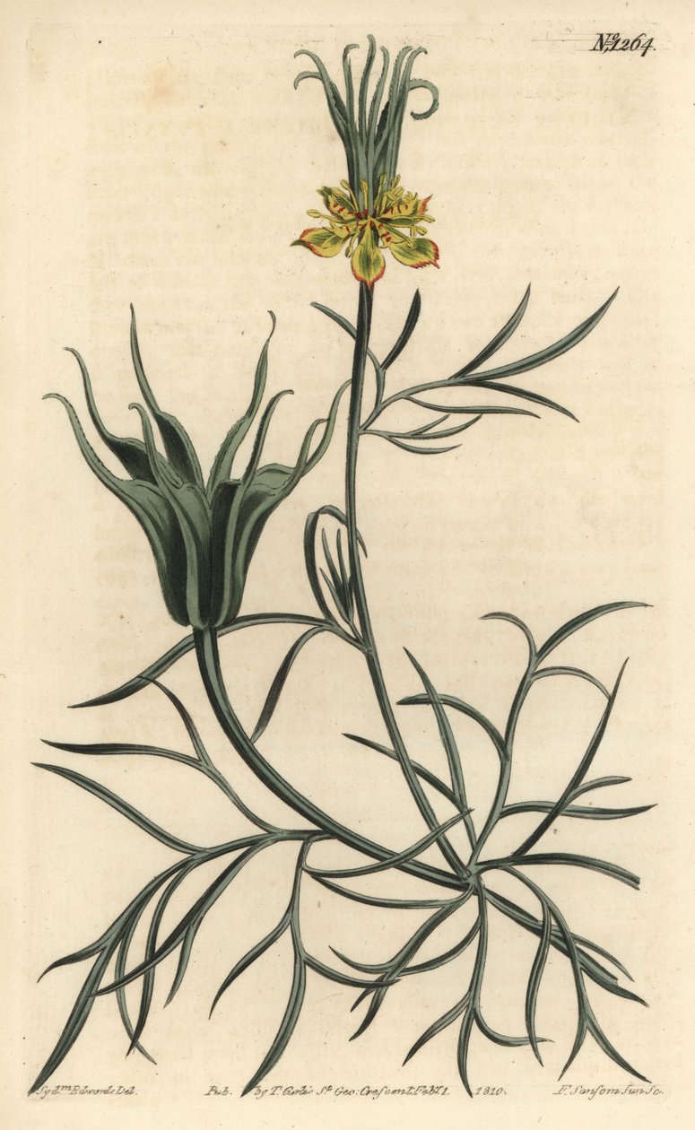 Orientalsk Nigelle - Orientalsk fennikelblomst, Nigella orientalis. Håndfarvet kobberstik af F. Sansom Jr. efter en illustration af Sydenham Edwards fra William Curtis